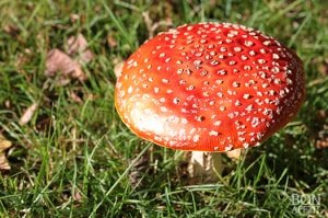 herfst
